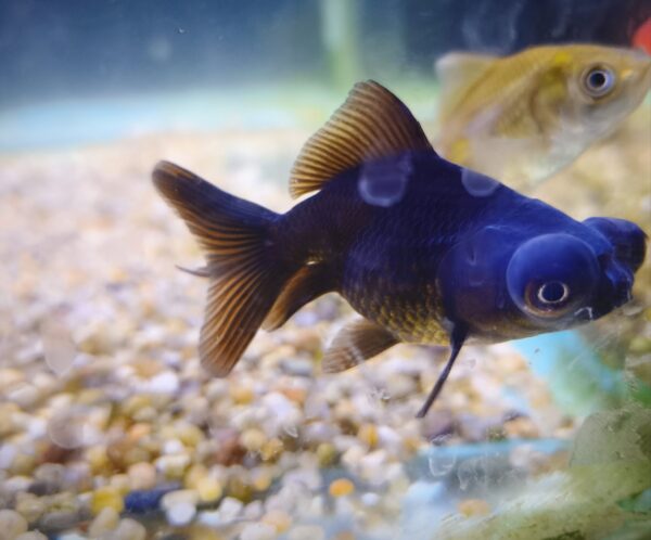 Carassius Telescopico XL - Imagen 1