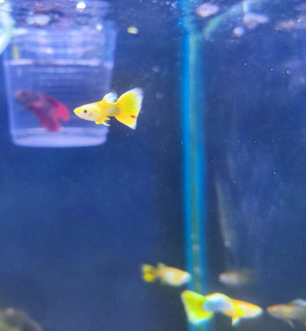 Guppy Amarillo