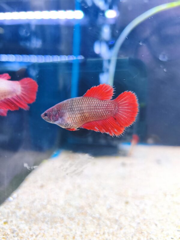 Betta Hembra XL