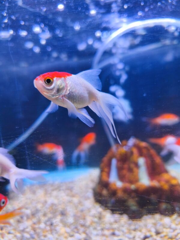 Carassius Goldfish Mediano