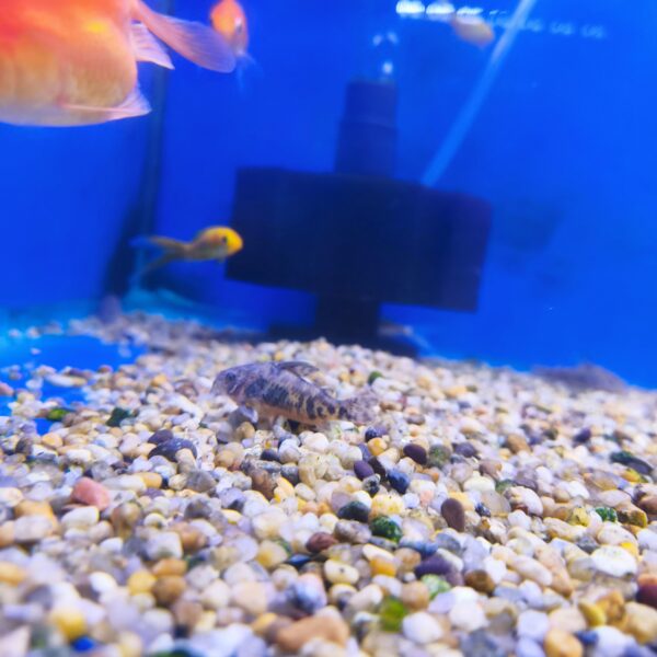 Corydora Paleatus - Imagen 1