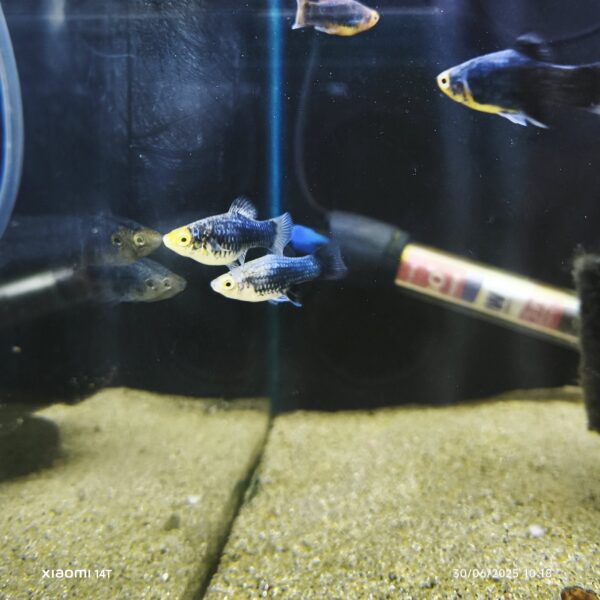 Platy Negro - Imagen 1