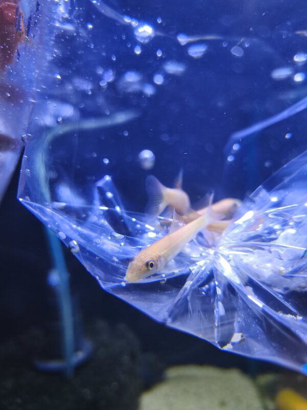 Comealga Albino XL - Imagen 1