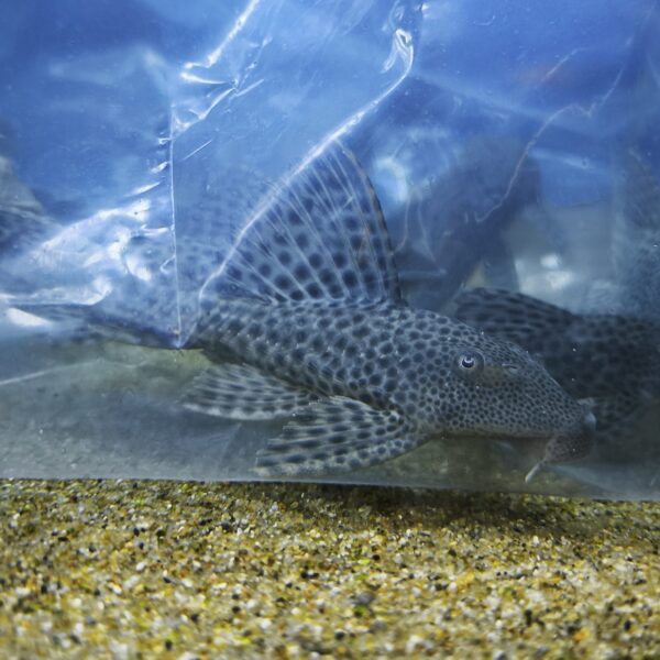 Plecostomus 8cm - Imagen 1