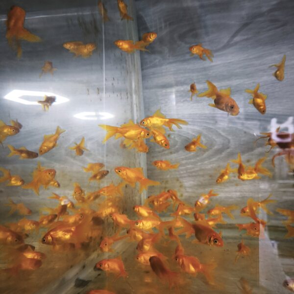 Carassius Gold 4cm - Imagen 1