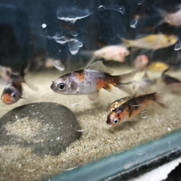 Carassius Shubunkin 4cm - Imagen 1