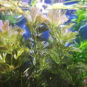 Ambulia