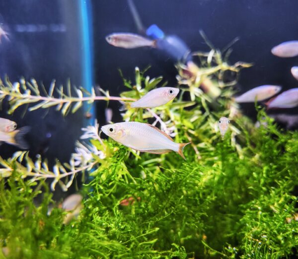 Melanotaenia Precox - Imagen 1