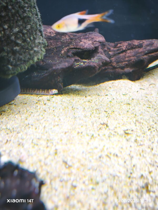 Kulli Loach - Imagen 1