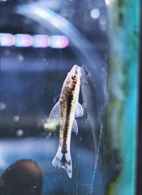 Ottocinclus - Imagen 1