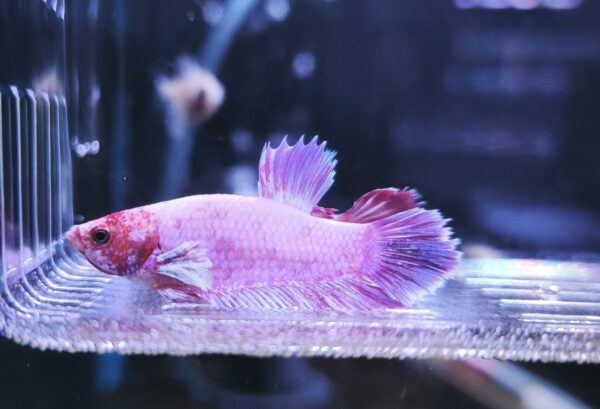 Betta Macho Dumbo Plakat - Imagen 2