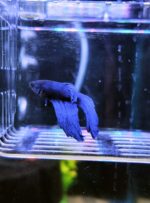 Betta Macho Juvenil