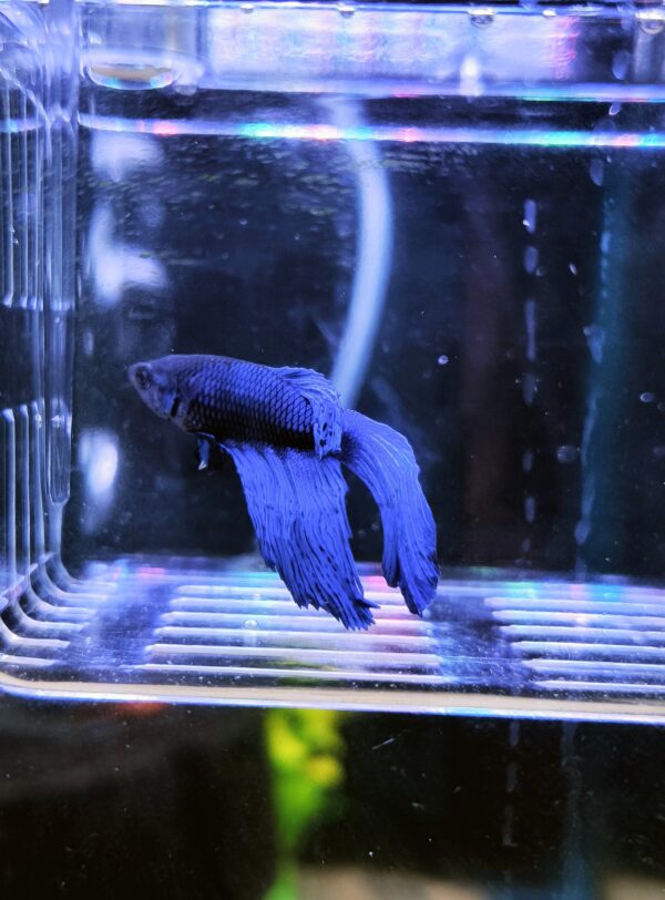Betta Macho Juvenil - Imagen 1