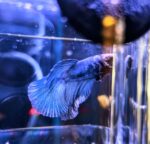 Betta Macho Juvenil - Imagen 2