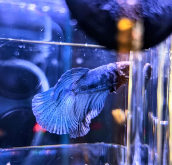 Betta Macho Juvenil - Imagen 2
