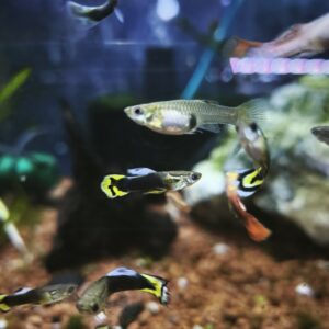 Guppy Juvenil