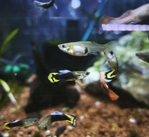 Guppy Juvenil - Imagen 1