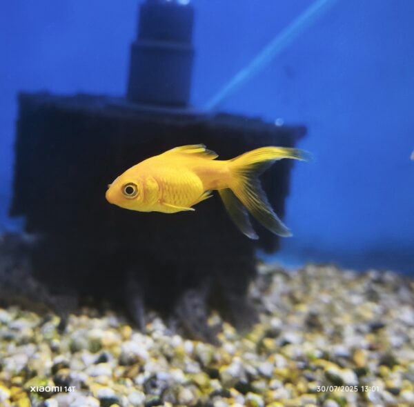 Carassius Gold 4cm - Imagen 1