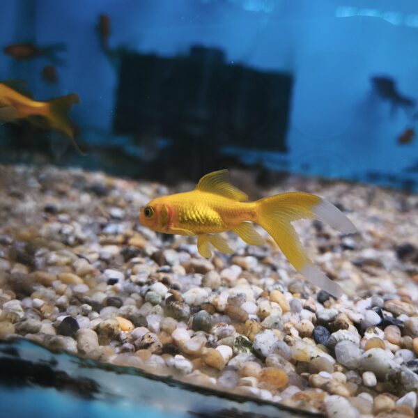 Carassius Cometa 4cm - Imagen 1