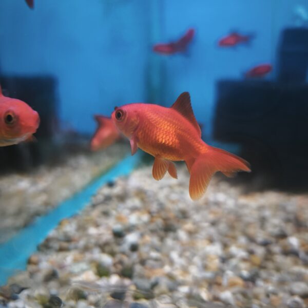 Carassius naranja 4cm - Imagen 1