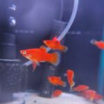 Platy Rojo