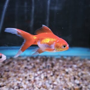 Carassius Goldfish 5cm