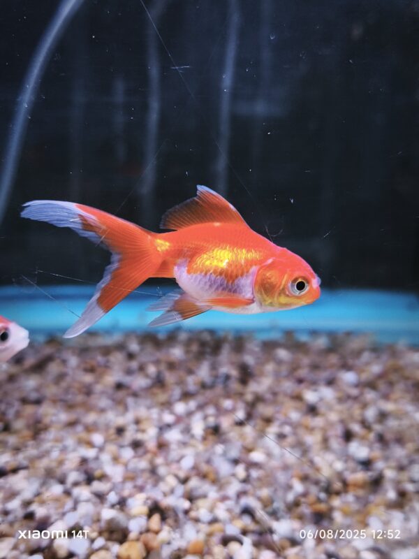 Carassius sarasa 5cm - Imagen 1