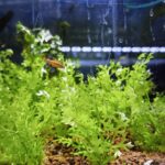 Planta para acuario - Helecho de Sumatra