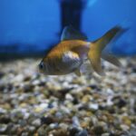 Carassius sarasa T1 5cm