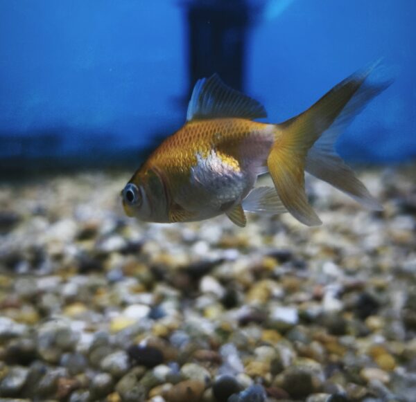 Carassius sarasa 3.5 - Imagen 1