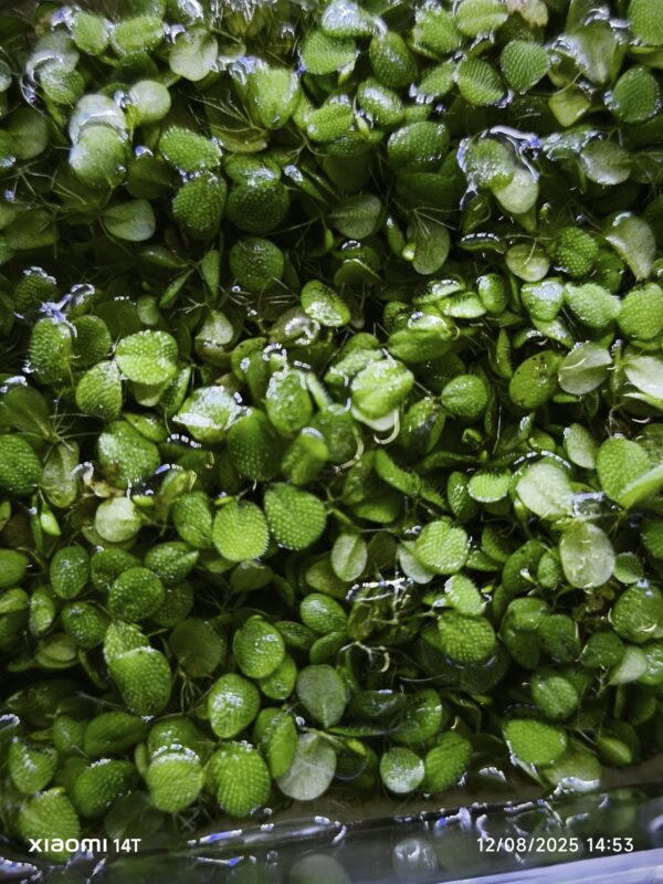 Lenteja de agua porción - Imagen 1
