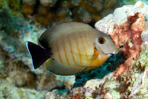 Acanthirus tristis - Imagen 1