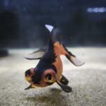 Carassius Telescopico Negro/Naranjo