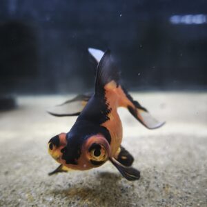 Carassius Telescopico Negro/Naranjo