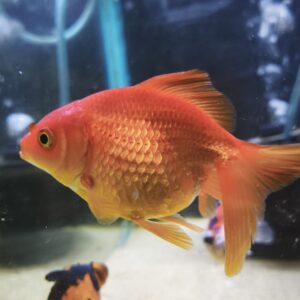 Carassius 9.5cm