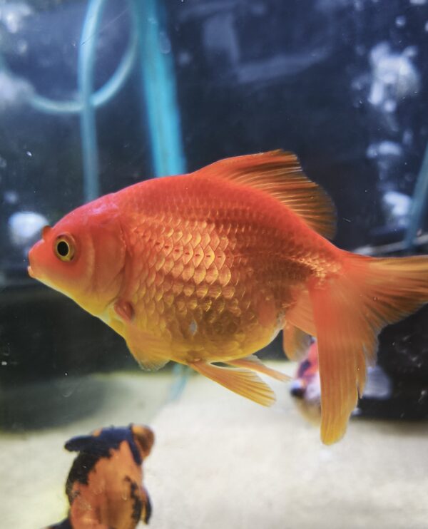 Carassius 9.5cm - Imagen 1