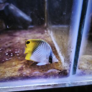 Cheatedon auriga - Pez Marino