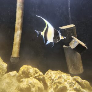 Zanclus Cornutus - Pez Marino