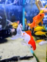 Carassius sarasa T1 5cm - Imagen 2