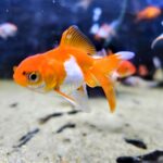 Carassius sarasa T1 5cm