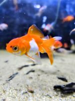 Carassius sarasa T1 5cm