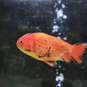 Carassius Ranchu Reproductor