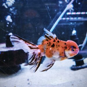 Carassius Oranda Calico Reproductor