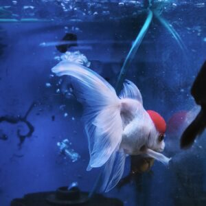 Carassius Oranda redcap reproductor