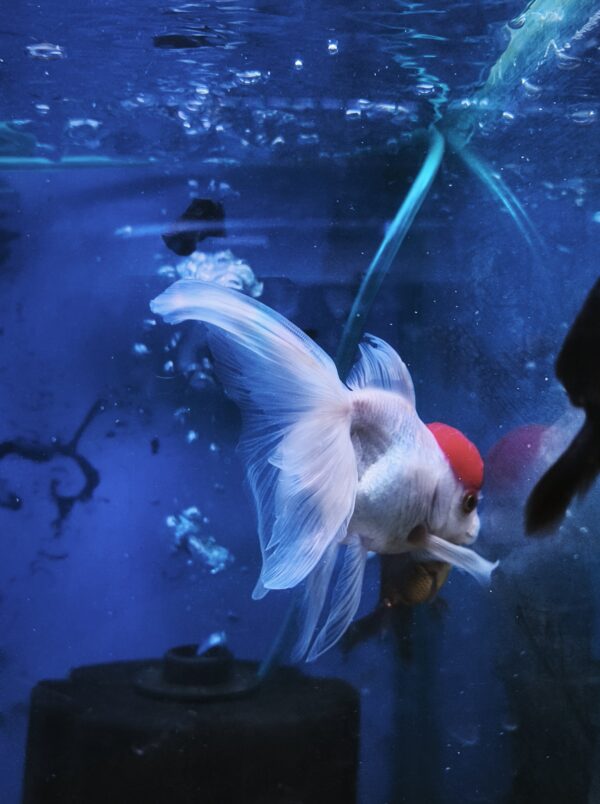 Carassius Oranda redcap reproductor - Imagen 1