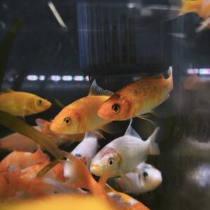 Koi 7.5cm