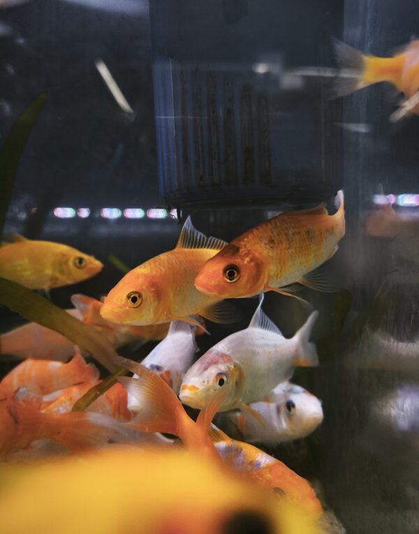 Koi 7.5cm - Imagen 1
