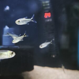 Tetra Mosca