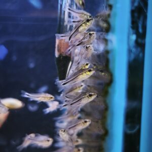Corydora Pigmea