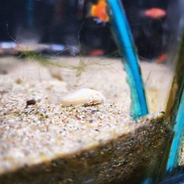Corydora Albina - Imagen 1